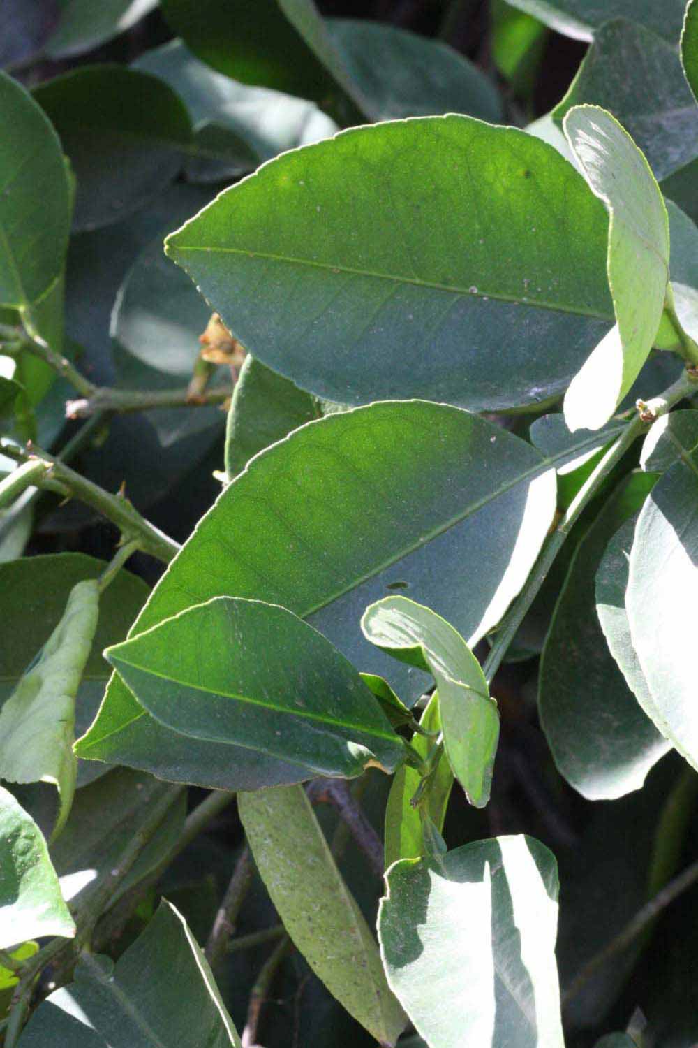              Sun leaves (Riverside, CA)       